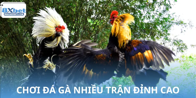 Sảnh đá gà nổi tiếng với các trận gà lên đến hàng tỷ đồng