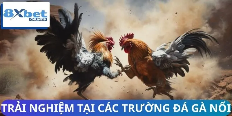 Top 3 trường đấu gà hot nhất hiện nay