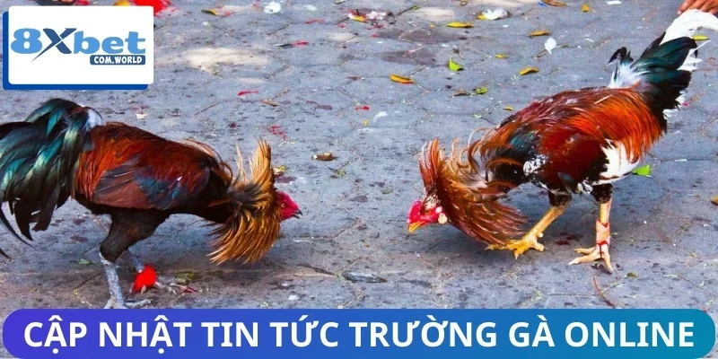 Tin Mới Nhất Từ Trường Gà Trực Tuyến 8XBET - Có Gì Hot? 2 Cập nhật một số tin tức nóng nổi từ trường gà