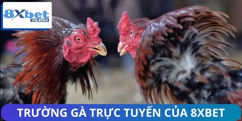 Tin Mới Nhất Từ Trường Gà Trực Tuyến 8XBET - Có Gì Hot? 1 Giới thiệu nhanh về cách trường gà trực tuyến