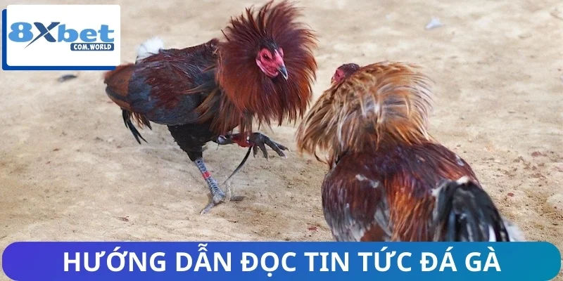 Tin Mới Nhất Từ Trường Gà Trực Tuyến 8XBET - Có Gì Hot? 3 Chia sẻ 5 bước đọc tin tức từ nền tảng uy tín 8XBET